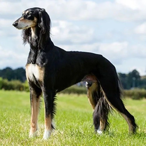 Saluki