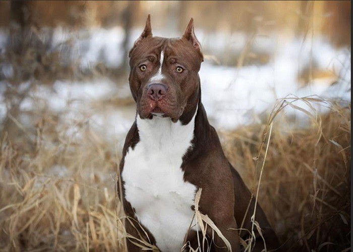 hunting dog hunting dog